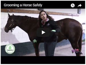 Grooming a Horse Safely - Sponsored by Hands On Gloves 
