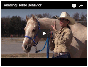 Reading Horse Behavior