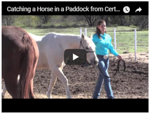 How to Catch Your Horse in a Paddock with Other Horses