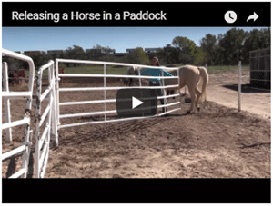 How to Release Your Horse in a Paddock with Other Horses
