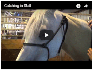 How to Catch Your Horse in a Stall