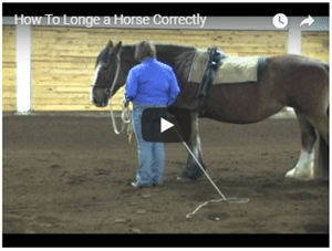 How to Longe a Horse Correctly