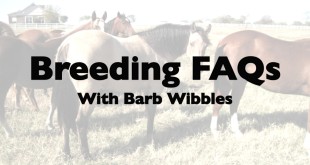 Artificial Insemination – Barb Wibbles