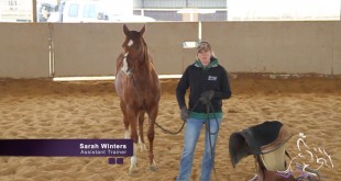Colt Starting Part 4 – Sarah Dawson