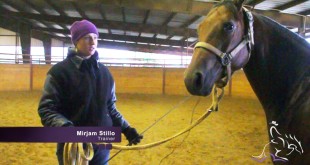Lunging Your Horse – Mirjam Stillo