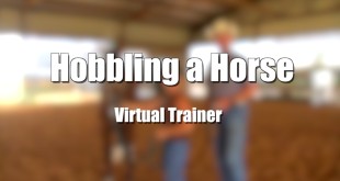 Freeing up your Horses Front-End While Stopping – Pete Kyle