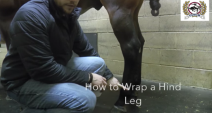 How to Wrap a Hind Leg