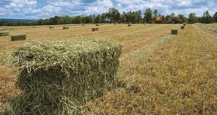 Planning Hay Purchases